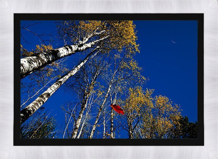 Autumn Wonders