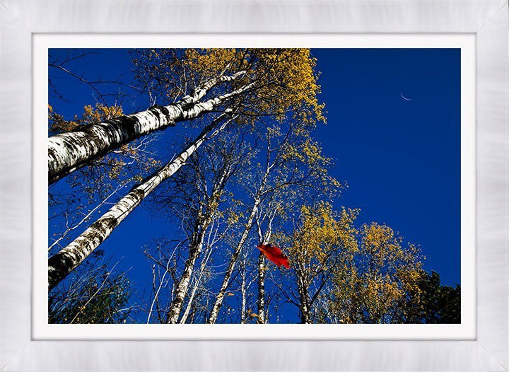 Autumn Wonders