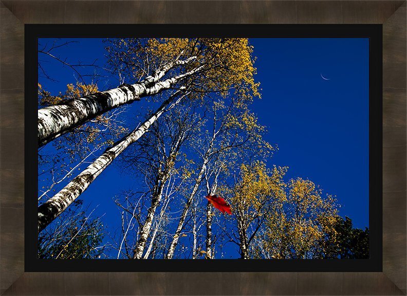 Autumn Wonders