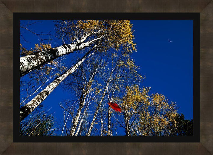 Autumn Wonders