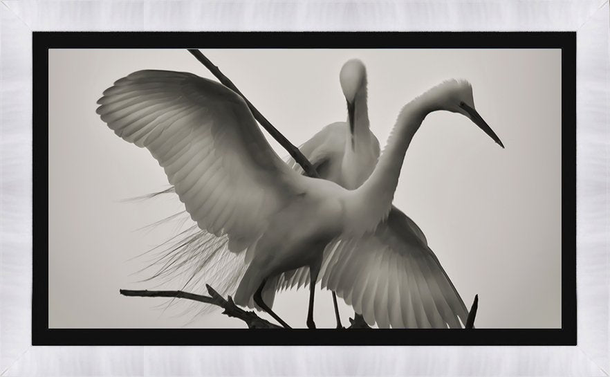 WINGS OF LOVE