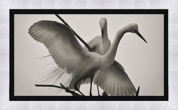 WINGS OF LOVE