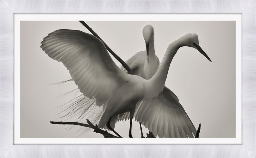 WINGS OF LOVE