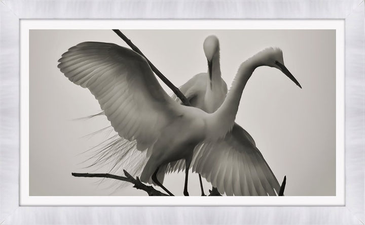 WINGS OF LOVE