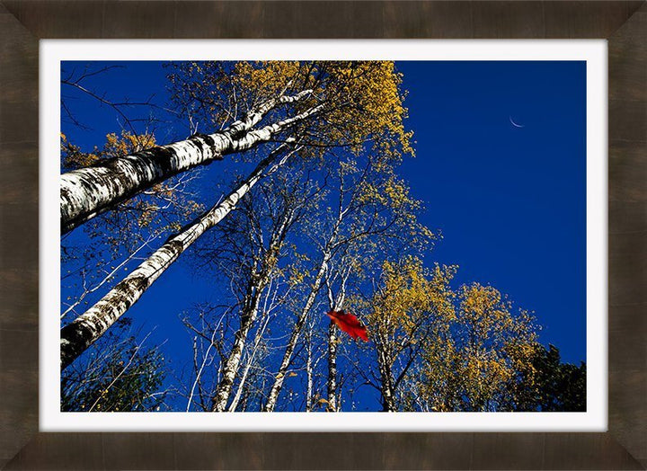 Autumn Wonders
