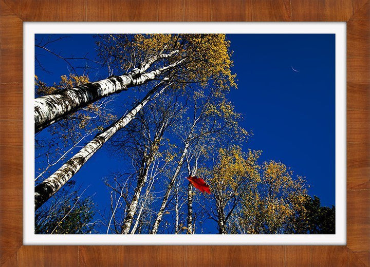 Autumn Wonders