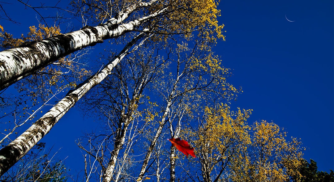 Autumn Wonders