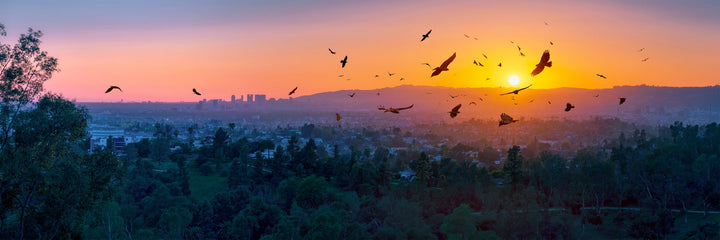 A BIRDIE NUM NUM SUNSET