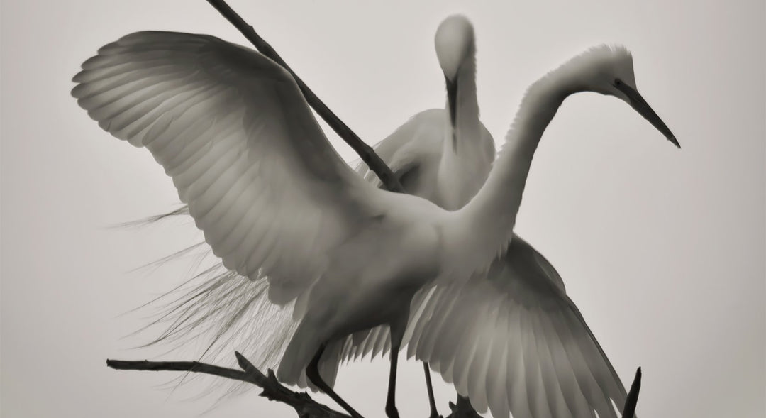 WINGS OF LOVE