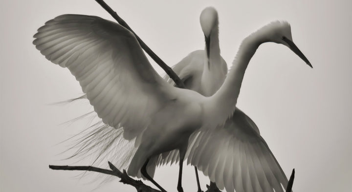 WINGS OF LOVE